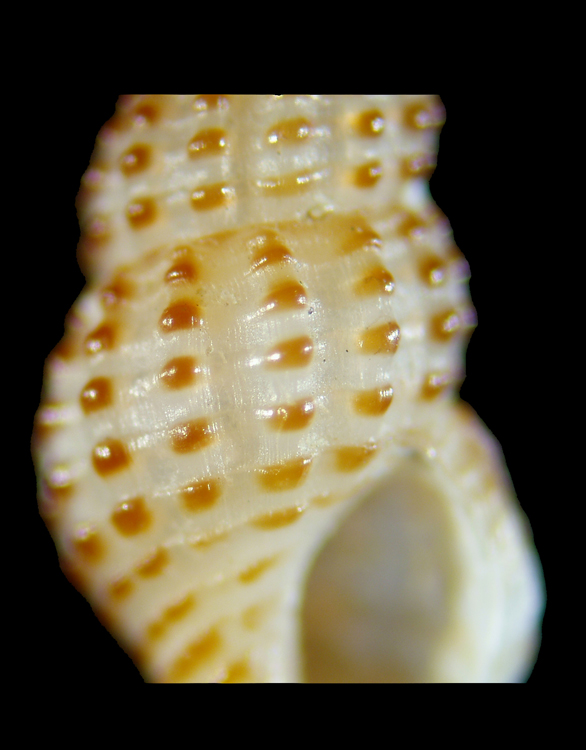 Chauvetia?